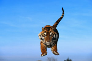 Прыгающий тигр